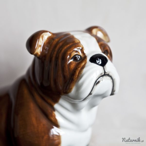 MB_Bulldog_05__96311.1464864538.1280.1280
